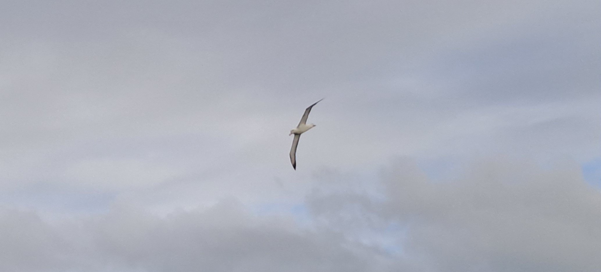 20250223 6 Albatros